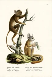 Bebé de Arbusto de Senegal, 1824